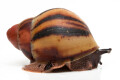 Archachatina marginata suturalis 1b juvenil